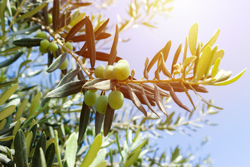 Green Olives Tree against blue sky in sunny day