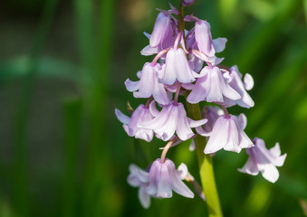 Pink Bluebell