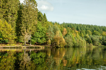 Autumn trees in the Forest of Dean, England.