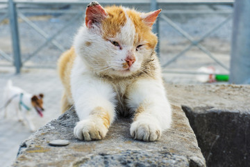 A white red-haired beautiful cat with a large wound in the head area sits on the walkways over the warm sun in the city