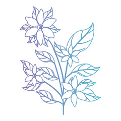 beautiful flower and leafs garden vector illustration design