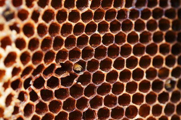 pattern of hexagon honey comb background.