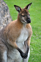 Fototapeta premium Shot of a red-necked wallaby kangaroo common in Australia
