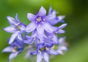 Bluebell Bowing Out