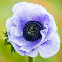 Anemone De Caen