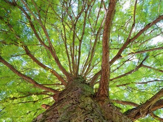Lush green top of a giant tree