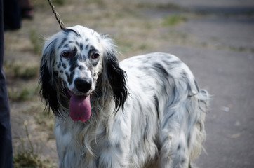 English setter stay on a field. Hunting dog.