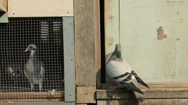speed racing pigeon in home loft