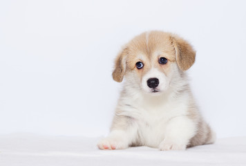 welsh corgi puppy on a gray background