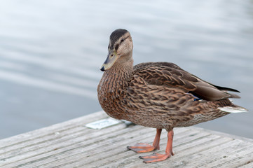 The duck in the Park.