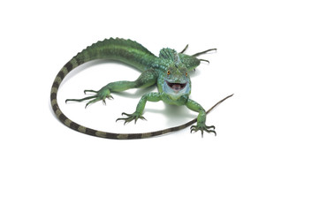 The common basilisk isolated on white background