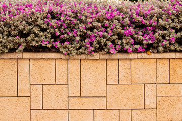Stone fence with green plants on top