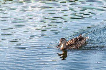 The duck in the Park.