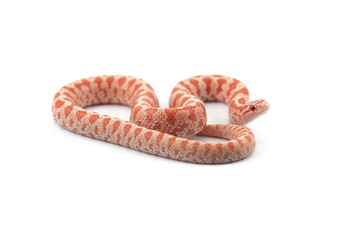 Fototapeta premium King snake isolated on white background