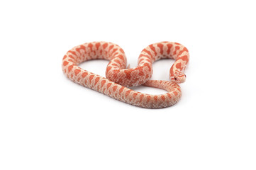 King snake isolated on white background