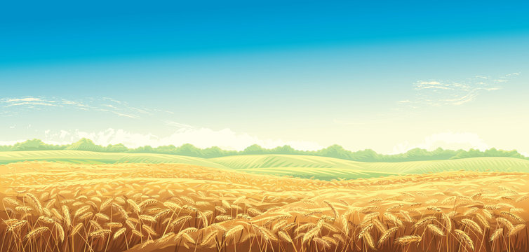 Rural landscape with wheat fields and background. Vector illustration.