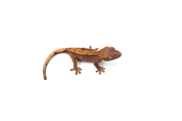 lizard gecko isolated on white background