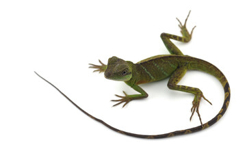 Chinese Water Dragon isolated on white background