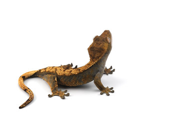 lizard gecko isolated on white background