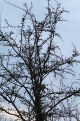 Arbuste piquant et son lichen dans l'aube fraiche