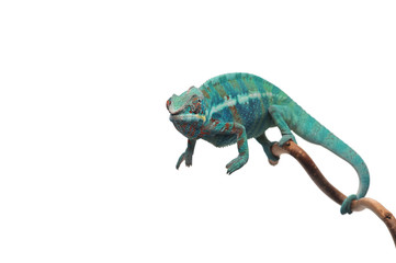 Blue lizard Panther chameleon isolated on white background