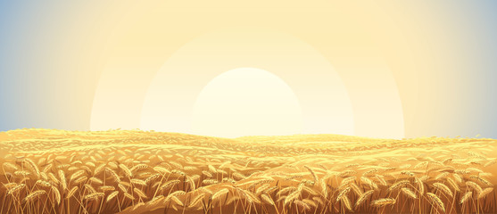 Rural landscape with a field of wheat and sunrise in the sky © Rustic