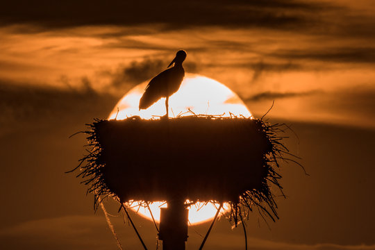 storch in der sonne