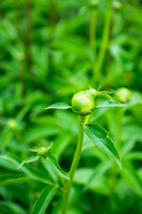 Obraz premium Blooming peony in the garden. Selective focus.