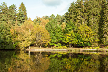 Autumn colours in the Forest of Dean, England.