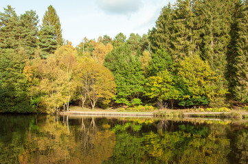 Fototapeta na wymiar Autumn colours in the Forest of Dean, England.