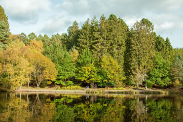 Autumn colours in the Forest of Dean, England.