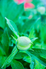 Blooming peony in the garden. Selective focus.