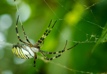Big spider. Common black and yellow fat corn or garden spider (Argiope aurantia) on his web waiting for his prey close up selective focus