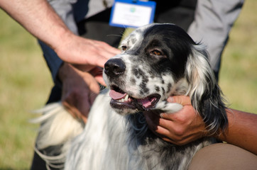 A head of English setter. Hunting dog.