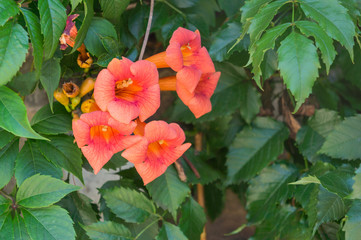 Campsis &times; hybrida flowers background in blossom