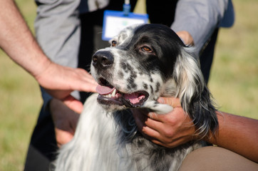 A head of English setter. Hunting dog.