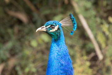 Naklejka premium Indian Peafowl