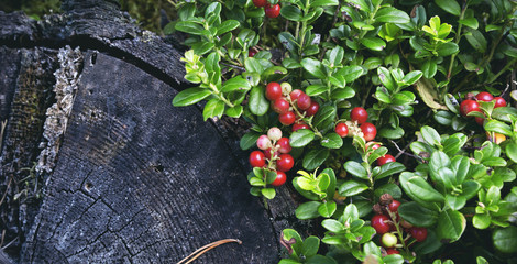 Red cowberry berries growing in forest. Panorama.