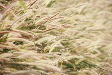 nature field of reeds grass background.