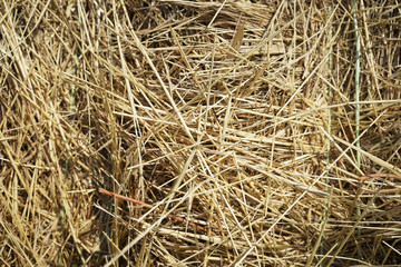 Dry yellow straw  texture