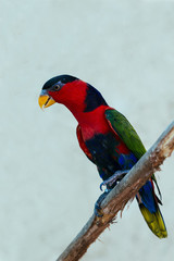 beautiful red green parrot close portrait