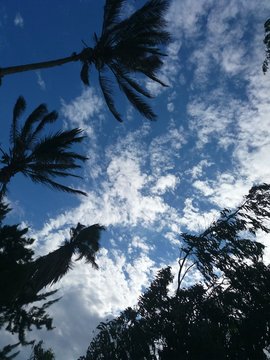 palm trees and blue sky