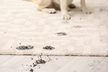 Cute dog leaving muddy paw prints on carpet - obrazy, fototapety, plakaty