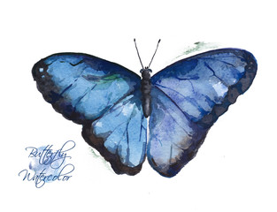 Large blue watercolor butterfly. Illustration with exotic bright butterfly