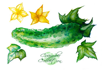 Watercolor illustration with a cucumber and its flowers. Set of elements on white background