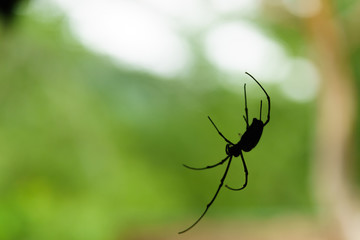 A spiderweb in nature background. spiderweb or cobweb is a device created by a spider out of proteinaceous spider silk extruded from its spinnerets. generally meant to catch its prey.