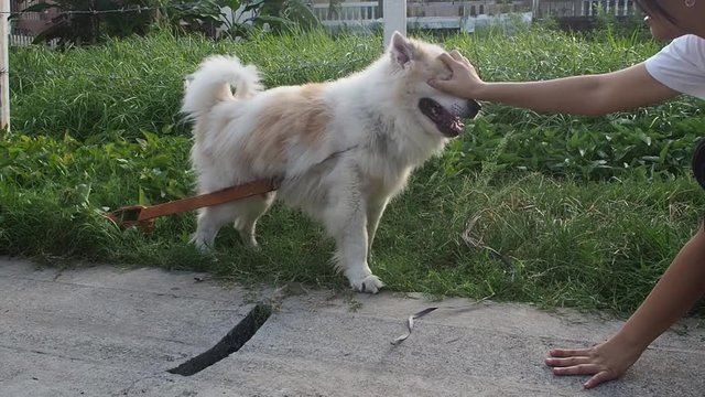 Dog is greeting to the lady