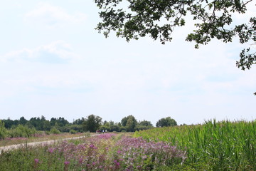 An der Teufelsmoorstra&szlig;e am Breiten Wasser im Sommer