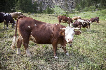 brown cows graze in italian mountain meadow of national park gran paradiso