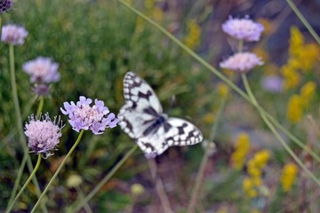 Mariposa blanca desenfocada rodeada de flores.